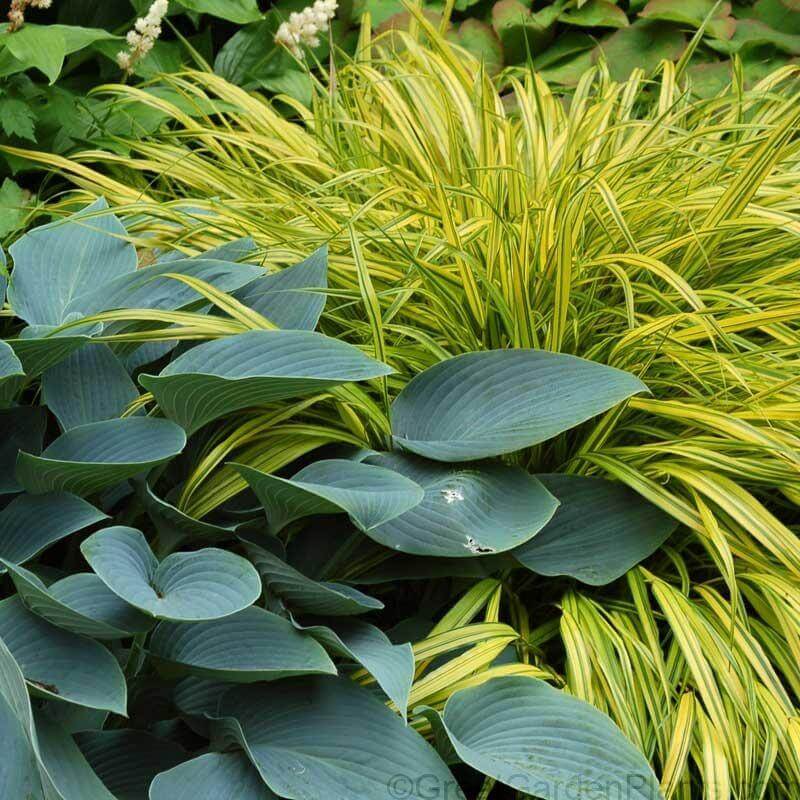 Aureola Japanese Forest Grass planted beside a blue hued hosta