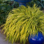 Aureola Japanese Forest Grass with brilliant yellow foliage planted in a garden