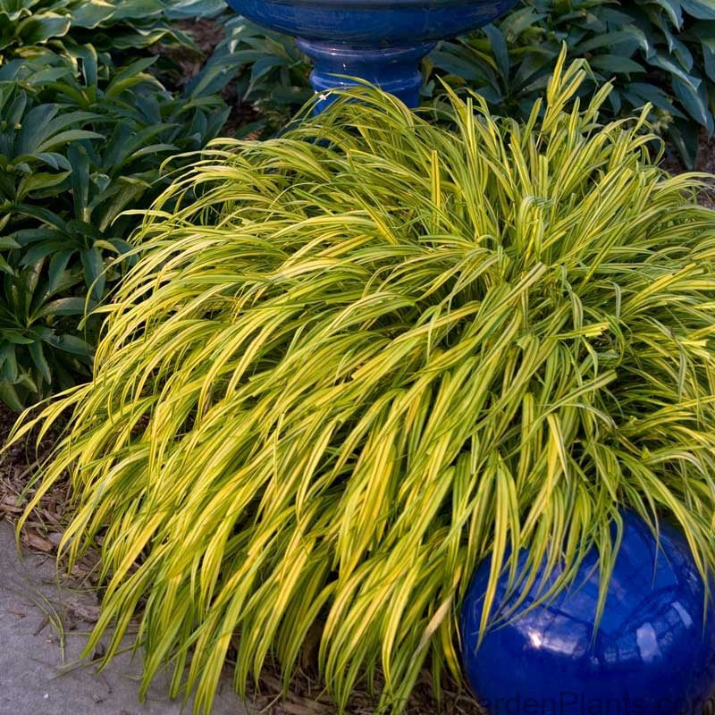 Aureola Japanese Forest Grass with brilliant yellow foliage planted in a garden