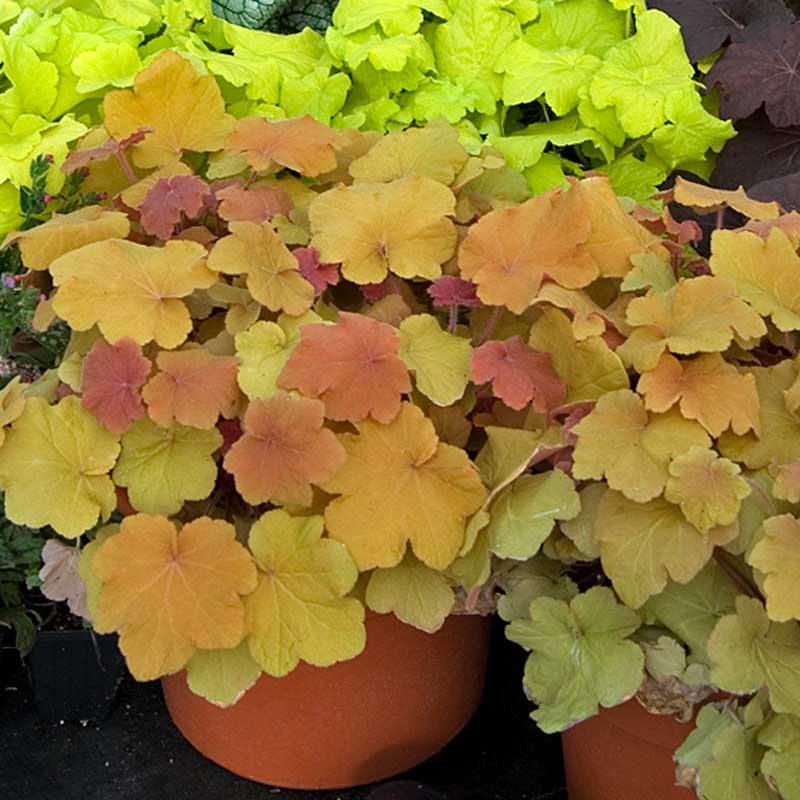 Caramel coral bells in an orange container. 