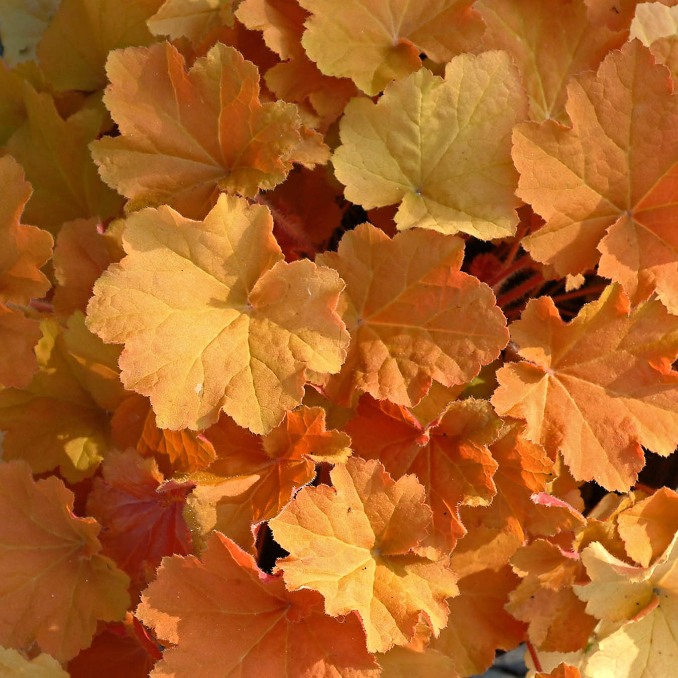 Close-up of Caramel Coral Bells orange toned foliage. 