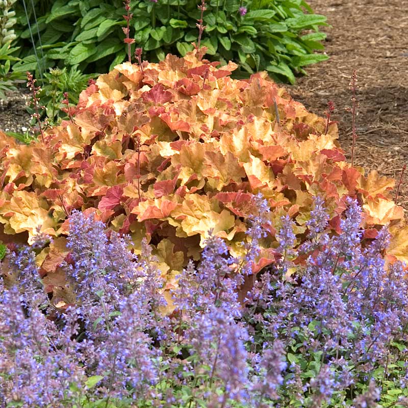 Caramel Coral Bells in a garden behind a plant with purple flower spikes. 
