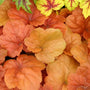 Close-up of the orange hued leaves of Southern Comfort Coral Bells. 