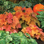 Southern Comfort Coral Bells with orange leaves in a garden with other plants and a small pumpkin. 