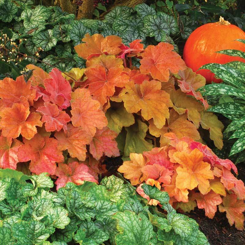 Southern Comfort Coral Bells with orange leaves in a garden with other plants and a small pumpkin. 