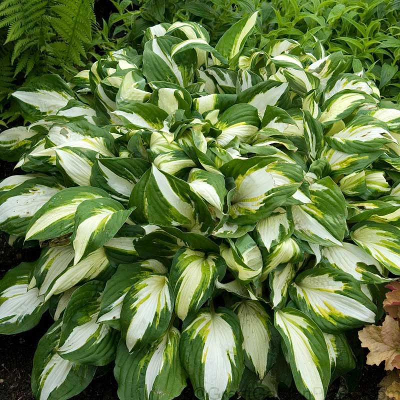 Vulcan Hosta with in a garden next to coral bells and ferns. 