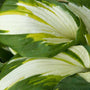 Close-up of large broad white Vulcan Hosta leaves with dark green margins and yellow streaks. 