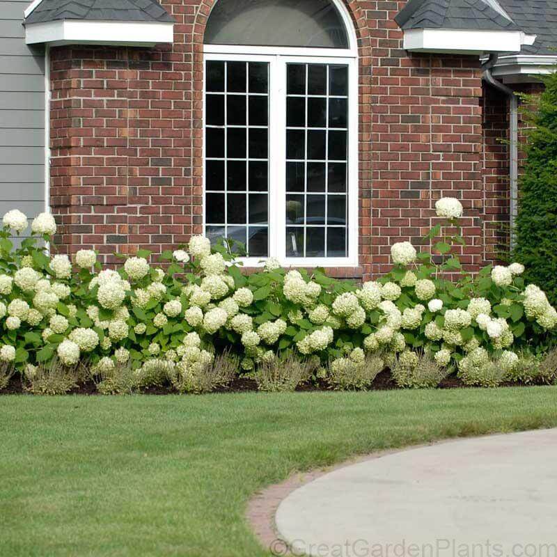 A row of Annabelle Smooth Hydrangeas  with large white snowball flowers planted in front of a house.