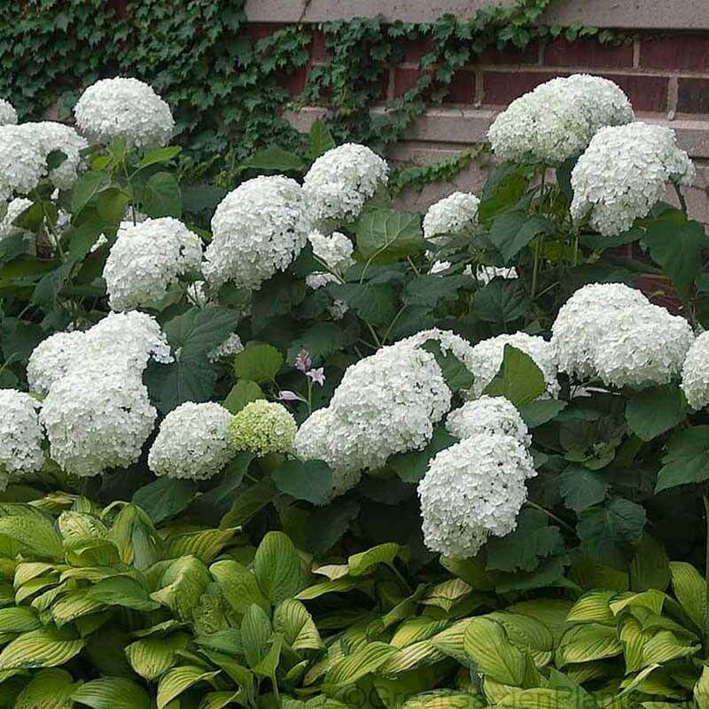 Annabelle Smooth Hydrangea with beautiful white flowers and green foliage.