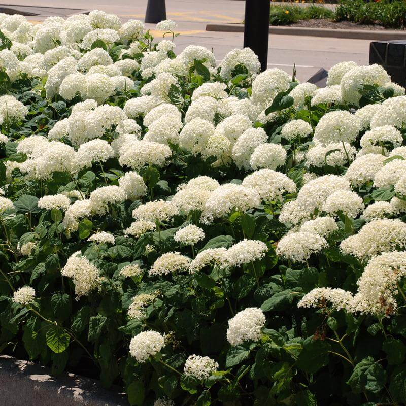 A row of Annabelle hydrangeas with white flowers planted along a road.