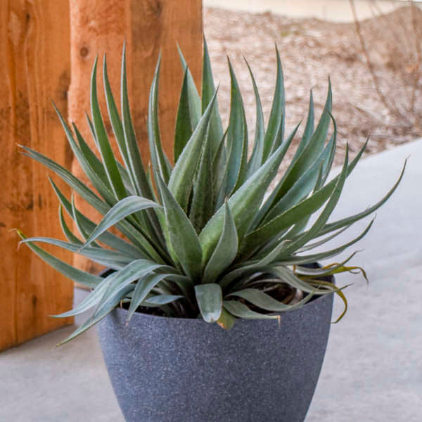 Mad about Mangave® 'Jumping Jacks' Hansara Upright foliage creates a unique shape!