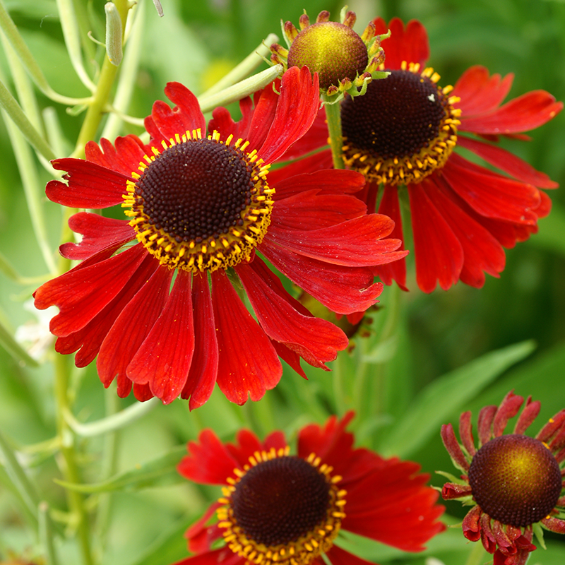 L'hélénie Moerheim Beauty est idéale pour les fleurs coupées ou les compositions de fleurs séchées.