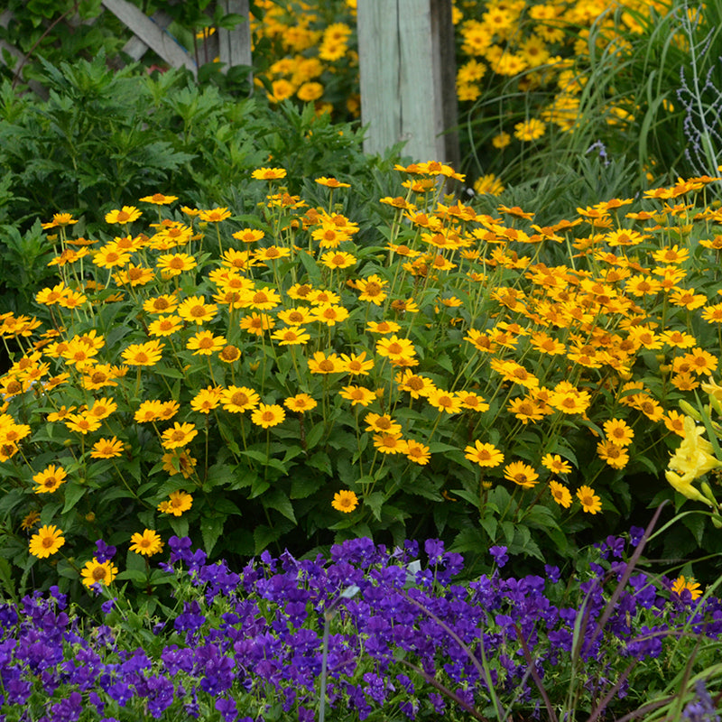 Tuscan Sun False Sunflower behind purple flowers in a garden. 