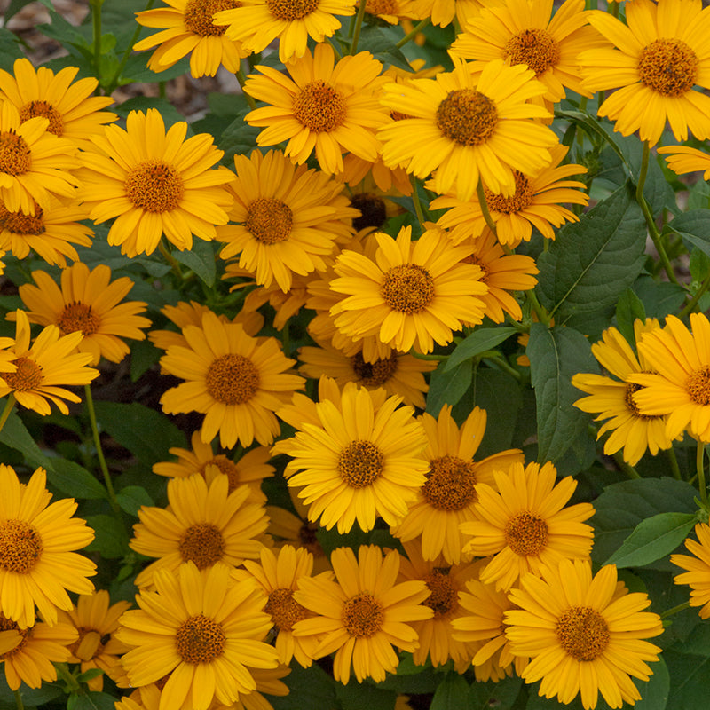 Close-up of Tuscan Sun False Sunflower's yellow daisy-like flowers. 