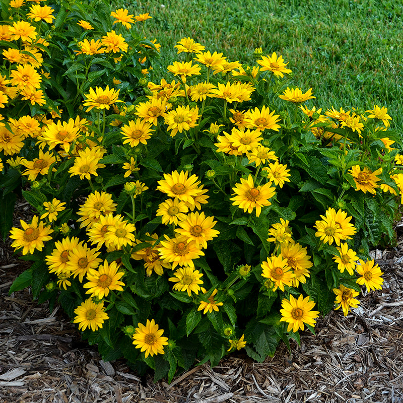 Tuscan Gold False Sunflower has bright golden yellow flowers