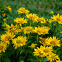 Tuscan Gold False Sunflower is deer resistant