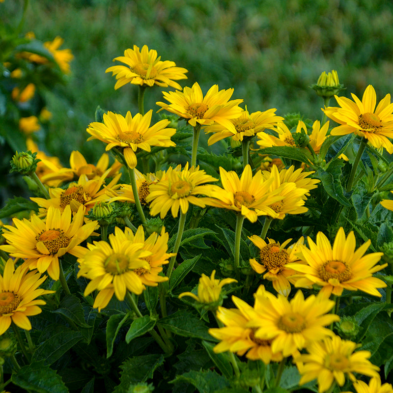 Tuscan Gold False Sunflower is deer resistant