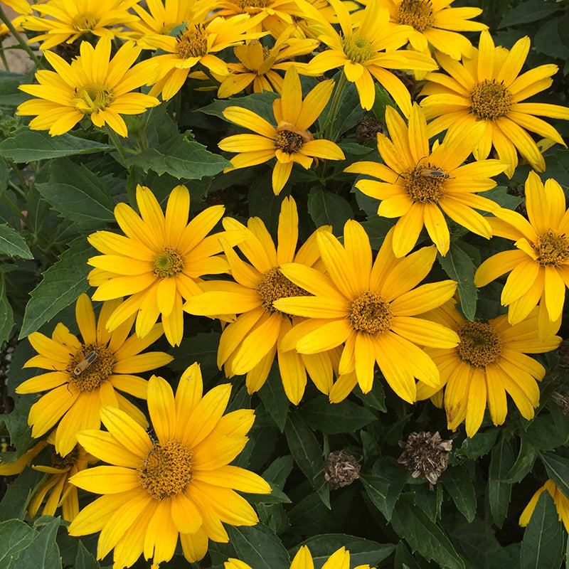 Tuscan Gold False Sunflower is a hardy and heat tolerant native perennial