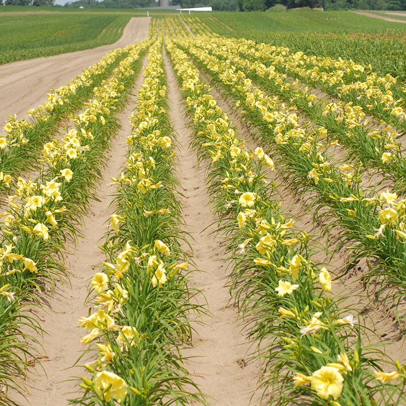 Hemerocallis Rainbow Rhythm Going Bananas is drought tolerant and adaptable to a range of soil conditions