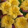 Rainbow Rhythm Going Bananas Daylily reblooms all summer with fragrant yellow flowers
