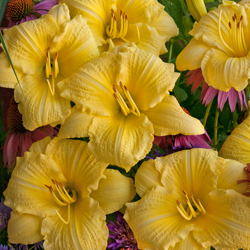 Rainbow Rhythm Going Bananas Daylily reblooms all summer with fragrant yellow flowers