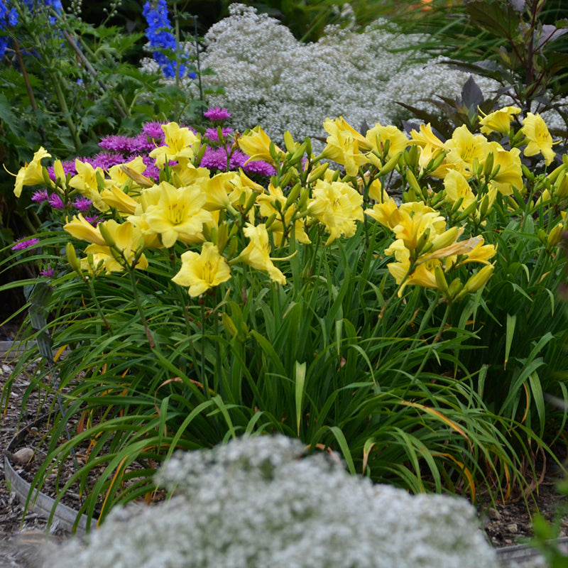 Rainbow Rhythm Going Bananas Daylily has lemon yellow flowers