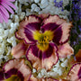 L'hémérocalle Rainbow Rhythm Sound of my Heart présente une combinaison unique de couleurs rose et violette. 