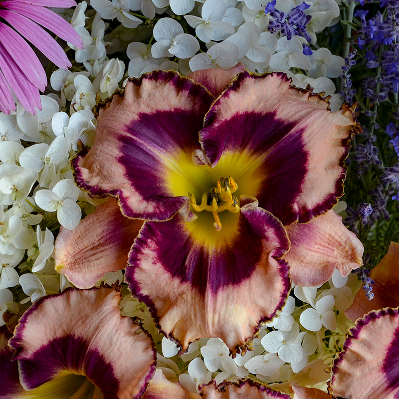 L'hémérocalle Rainbow Rhythm Sound of my Heart présente une combinaison unique de couleurs rose et violette. 