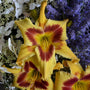 L'Hemerocallis Rainbow Rhythm Tiger Swirl est tolérante à la sécheresse et facile à cultiver.
