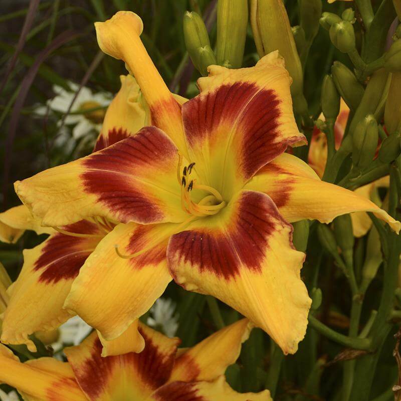 tiger day lilies Rainbow Rhythm® 'Tiger Swirl' Daylily