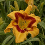 Les pétales de la fleur Hemerocallis Rainbow Rhythm Tiger Swirl s'enroulent vers l'arrière pour créer un tourbillon.
