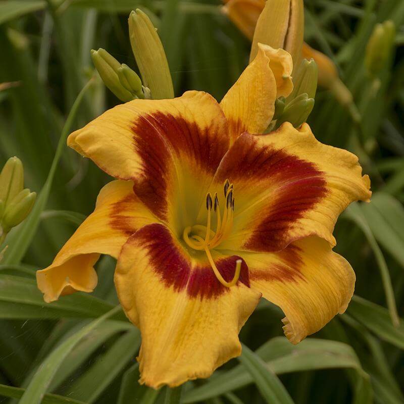 Les pétales de la fleur Hemerocallis Rainbow Rhythm Tiger Swirl s'enroulent vers l'arrière pour créer un tourbillon.