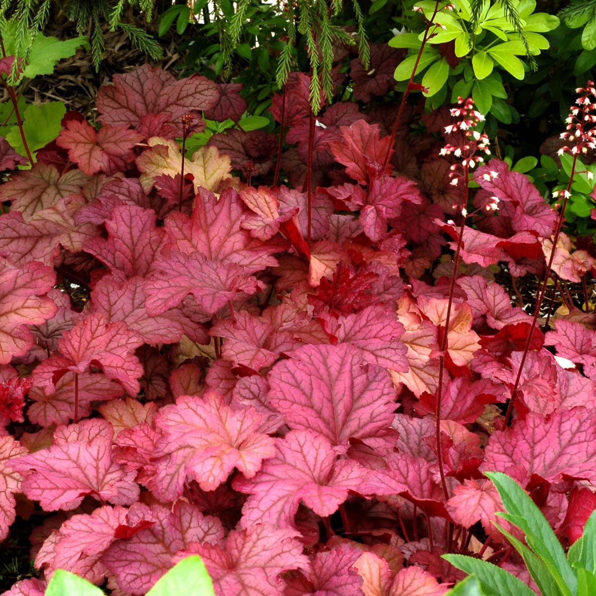 Berry Smoothie Coral Bells with vibrant pink foliage planted in a garden. 