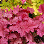 Berry Smoothie Coral Bells with vibrant pink foliage planted with a Bleeding Heart. 