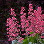 Gros plan sur les fleurs roses délicates de l'Heuchera Dolce Spearmint. 