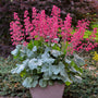 Heuchère Dolce Spearmint avec feuillage vert argenté et élégantes fleurs rose-rouge en pot. 