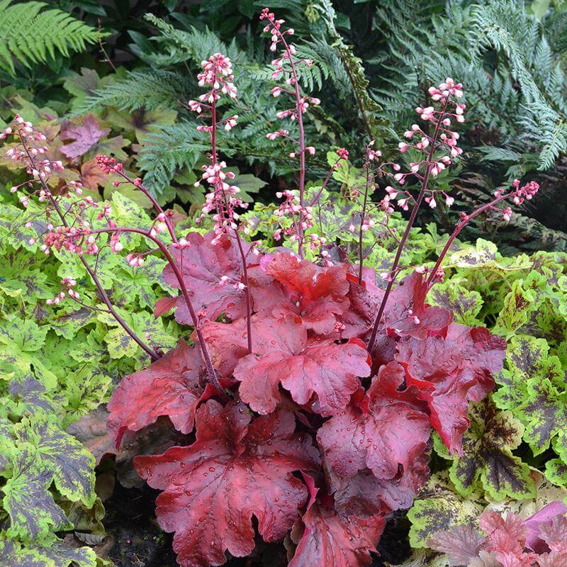 Fire Alarm Coral Bells with spikes of pink flowers in a garden. 