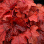Leathery vibrant red foliage of Fire Alarm Coral Bells sprinkled with drops of water. 