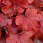 Close-up of Fire Alarm Coral Bells red foliage dotted with water drops. 