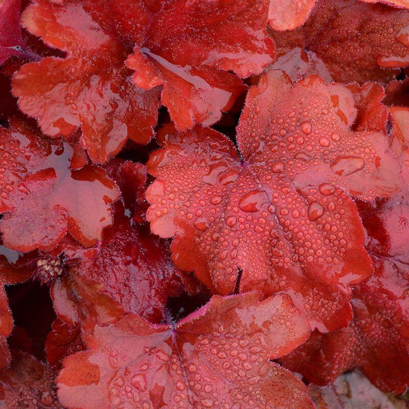 Close-up of Fire Alarm Coral Bells red foliage dotted with water drops. 