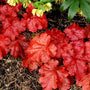Fire Alarm Coral Bells with textured fiery red foliage splashed with water. 