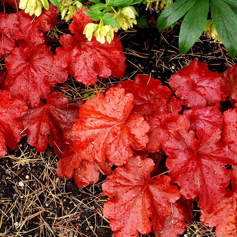 Fire Alarm Coral Bells with textured fiery red foliage splashed with water. 