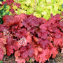 Fire Alarm Coral Bells with vibrant red foliage and slender stems of pink flowers. 