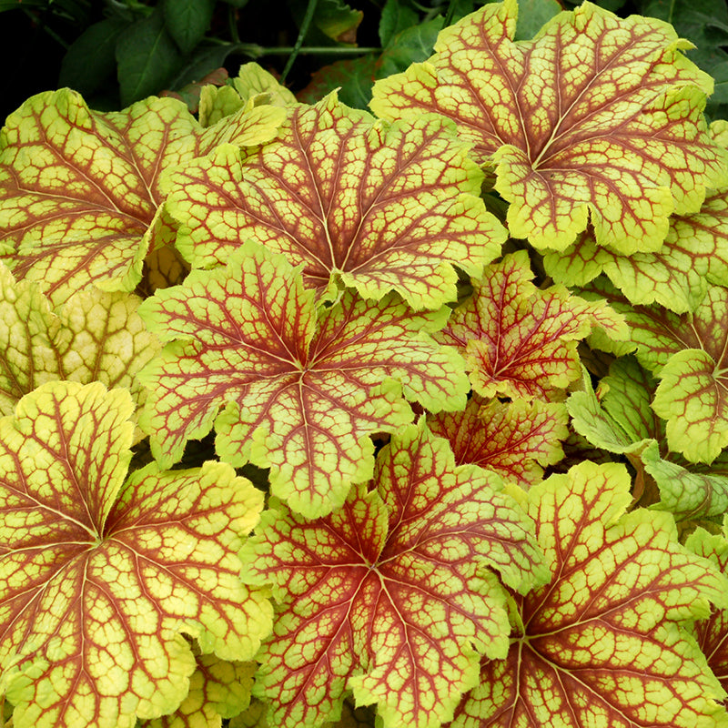 Red Lightning Coral Bells with vibrant chartreuse leaves covered in dark red veins. 
