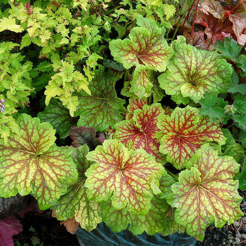 Heuchera Red Lightning with vibrant gold foliage covered with red veins in a garden. 