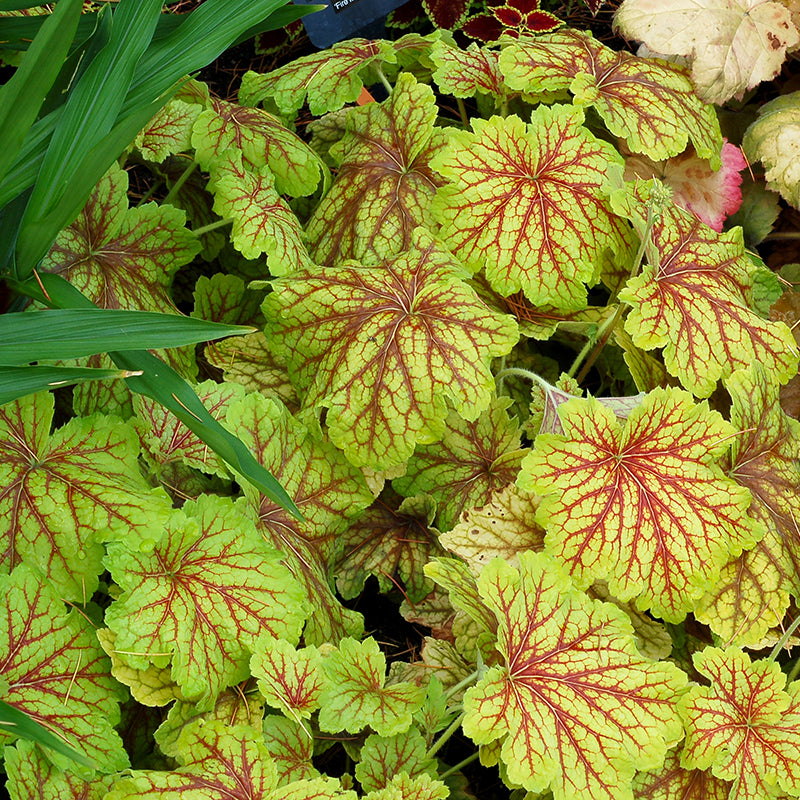 Red Lightning Coral Bells with vibrant green and red leaves. 
