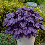 Dolce Wildberry Coral Bells with rich purple foliage in a container. 