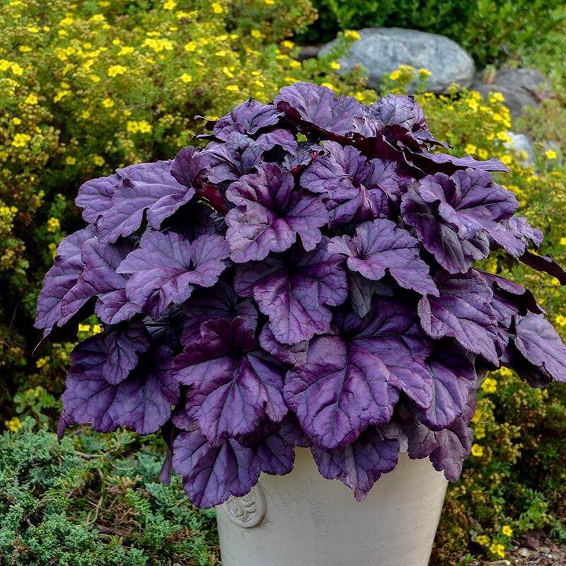 Dolce Wildberry Coral Bells with rich purple foliage in a container. 