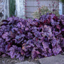 Heuchera Wildberry with rich purple ruffled leaves and stalks of creamy white flowers. 
