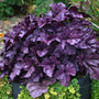 Heuchera Wildberry with rich purple scalloped leaves in a container. 